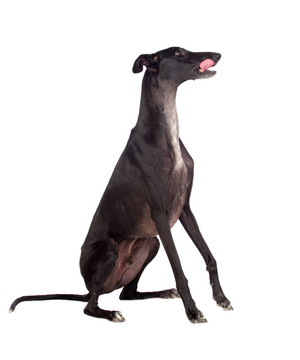 靈緹犬