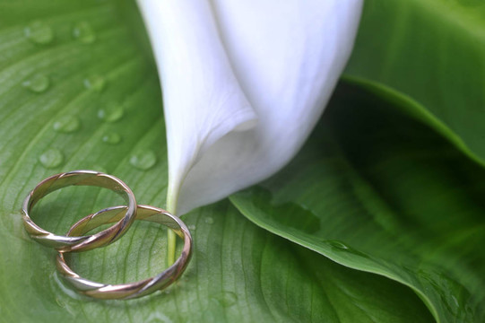 calla lily和結(jié)婚戒指
