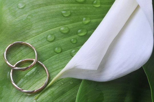 白色的花，綠色的葉子和結(jié)婚戒指