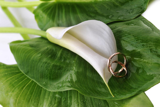 calla lily和結(jié)婚戒指