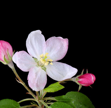蘋果花