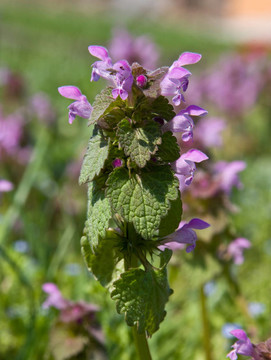 紫色死亡蕁麻- Lamium purpureum L.