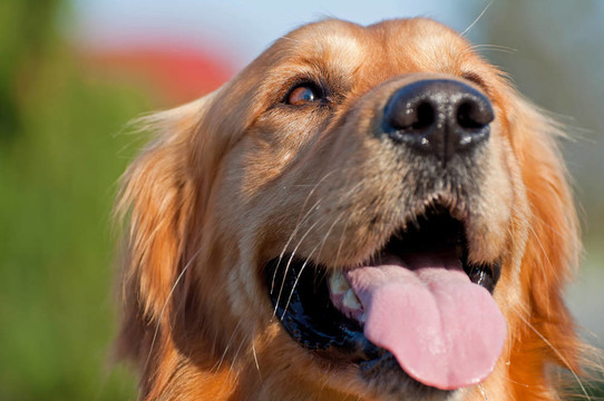 金毛獵犬