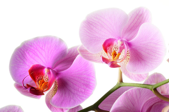 蘭花；Orchidea Phalaenopsis