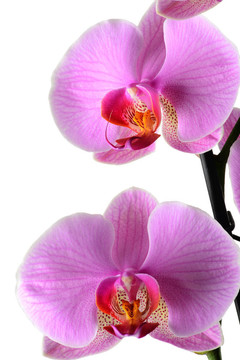 蘭花；Orchidea Phalaenopsis