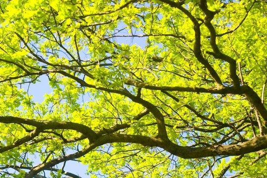 野生植物