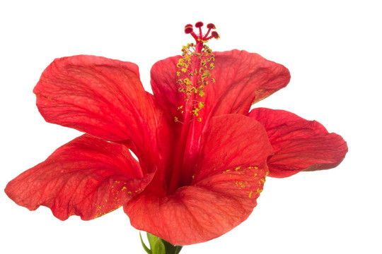 紅芙蓉孤立在白色背景