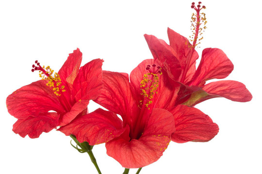 紅芙蓉孤立在白色背景