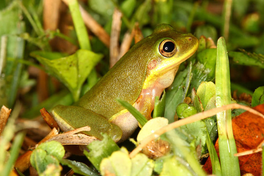 Squirrel Treefrog（Hyla squirella）
