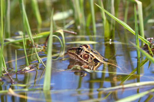 北方豹蛙（Rana pipiens）