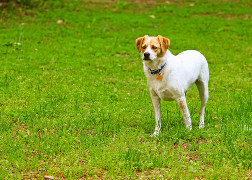 活潑的Jack Russel Terrior注意到一些在你的文字里有春天。