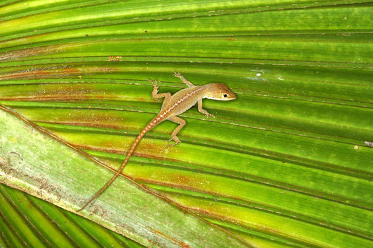 Green Anole（安樂(lè)carolinensis）