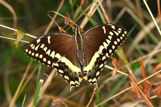 Palamedes Swallowtail（鳳蝶帕拉米迪斯）