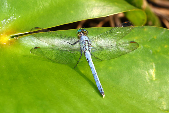 東方pondhawk（Erythemis simplicicollis）