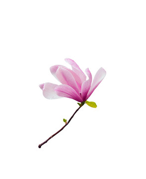 木蘭