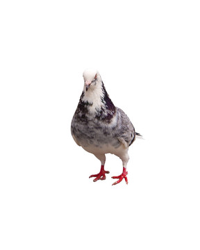 鴿子