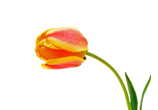 花橙黃郁金香水滴