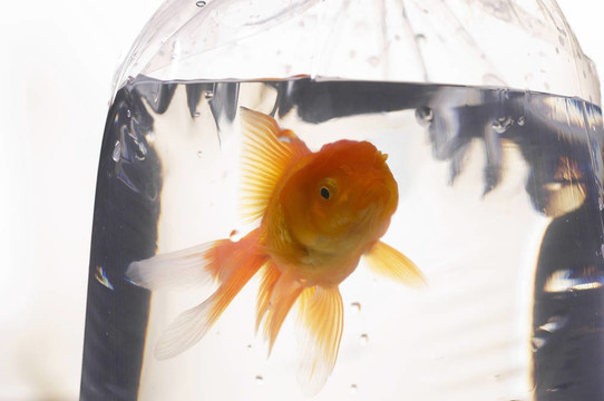 金色的魚(yú)