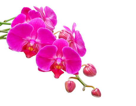 蘭花。蘭花的枝和花的花蕾在白色的背景上。