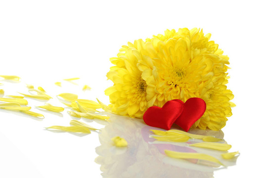 兩紅心Yellow chrysanthemums