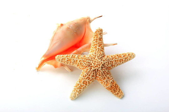 海星和貝殼
