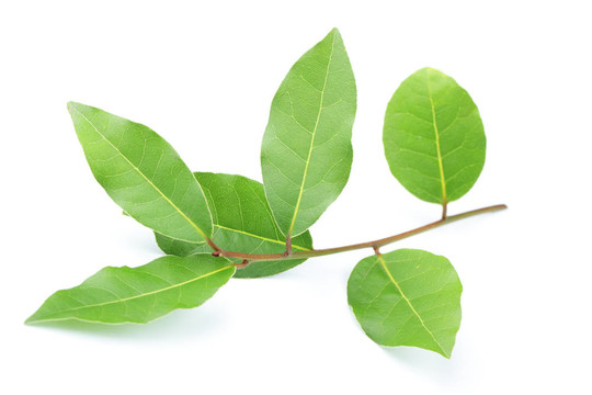 月桂樹(shù)葉