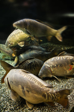 鯉魚在水下