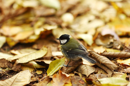 山雀的鳥