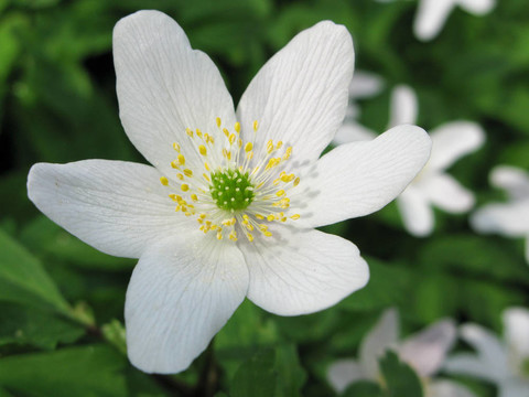 銀蓮花