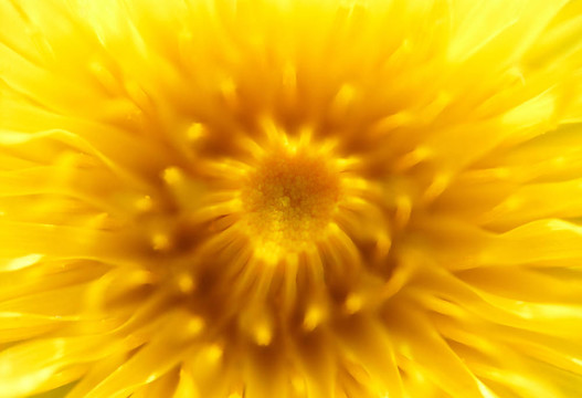 黃dandelion_1微距鏡頭
