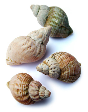 海貝殼