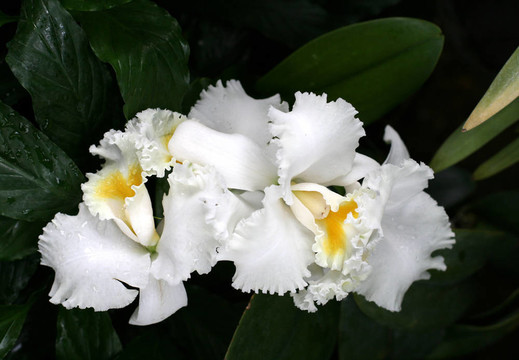 蘭花