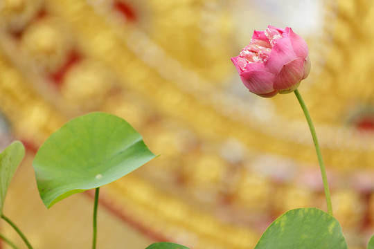 蓮花