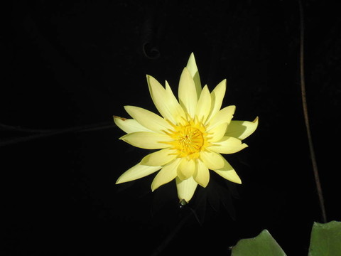 水百合