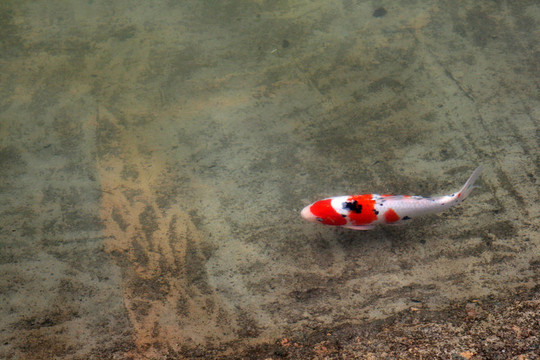 池塘裝飾鯉魚
