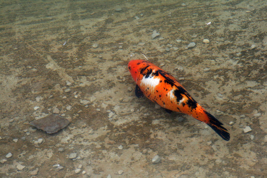 池塘裝飾鯉魚