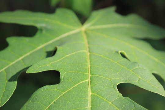 木瓜葉。