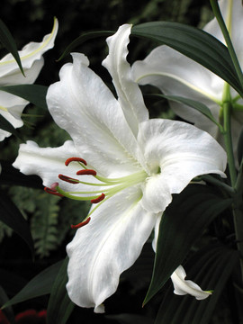 莉莉在花園里