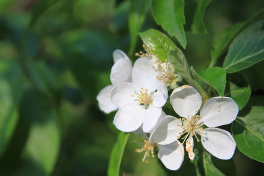 櫻草花