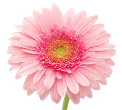 粉色非洲菊