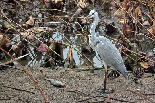 蒼鷺（Ardea cinere LAT）與魚