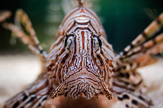 紅獅子魚的正面視圖（魔鬼蓑鲉）；拍攝于水族館