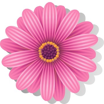 美麗的粉紅色的Gerber Daisy
