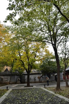 秋日?qǐng)@林美景