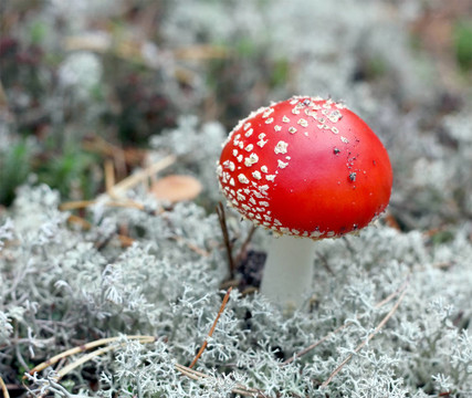 粉木耳