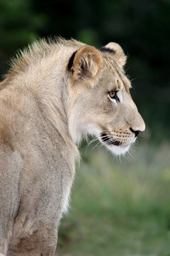 獅子簡介