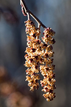 柳絮阿爾德（Alnus glutinosa）在春天