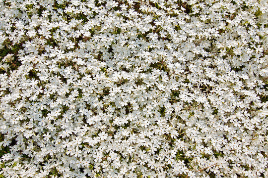 小白花背景