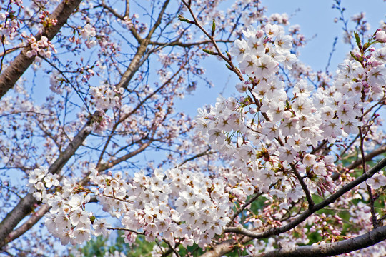 櫻花枝