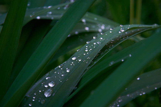 新鮮的青草與水drops_1